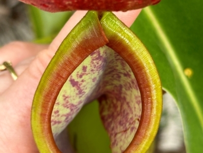 Nepenthes mirabilis (Tropical Pitcher Plant) at Shelburne, QLD - 30 Jul 2024 by lbradley