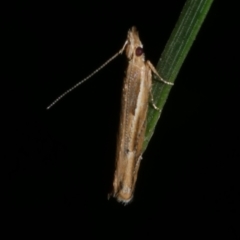 Eutorna tricasis (A Depressariid moth) at Freshwater Creek, VIC - 10 Nov 2022 by WendyEM