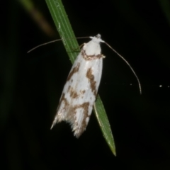 Oxythecta acceptella (Scat Moth) at Freshwater Creek, VIC - 10 Nov 2022 by WendyEM