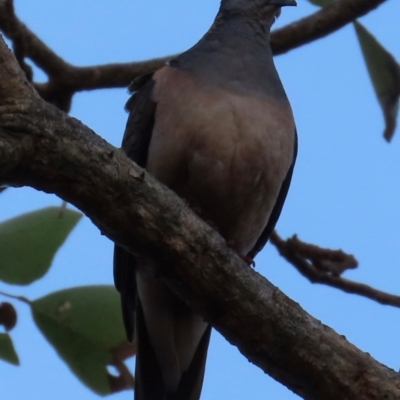 Geopelia humeralis (Bar-shouldered Dove) at New Mapoon, QLD - 31 Jul 2024 by lbradley