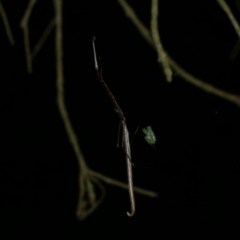 Ariamnes colubrinus (Whip spider) at Freshwater Creek, VIC - 27 Nov 2022 by WendyEM