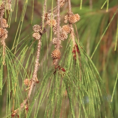 Casuarina equisetifolia subsp. incana (Coastal She-Oak) at Seisia, QLD - 30 Jul 2024 by lbradley