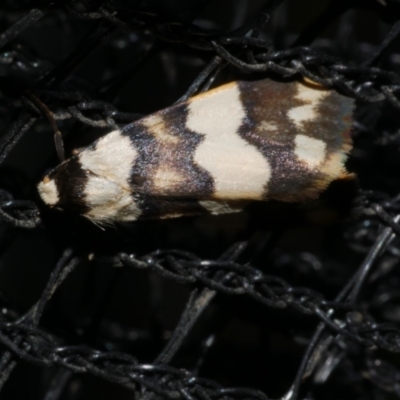 Termessa zonophanes (Double Yellow-patched Footman) at Freshwater Creek, VIC - 27 Nov 2022 by WendyEM