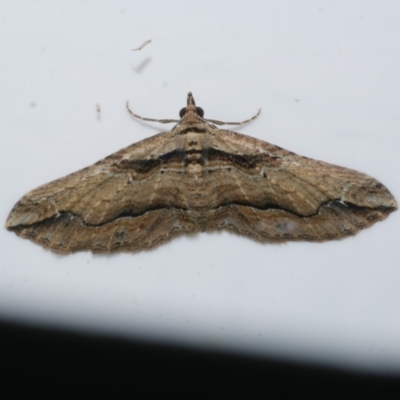 Chrysolarentia leucophanes (Pale-tipped Carpet) at Freshwater Creek, VIC - 27 Nov 2022 by WendyEM