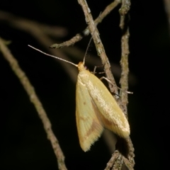 Aeolothapsa malacella (A Concealer moth) at Freshwater Creek, VIC - 27 Nov 2022 by WendyEM