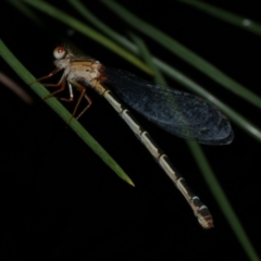 Xanthagrion erythroneurum (Red & Blue Damsel) at Freshwater Creek, VIC - 26 Nov 2022 by WendyEM