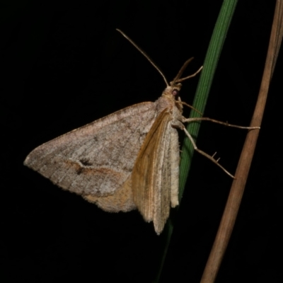 Parosteodes fictiliaria (Dodonaea Moth) at Freshwater Creek, VIC - 26 Nov 2022 by WendyEM