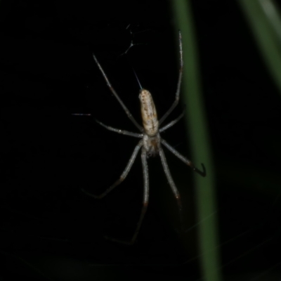 Tetragnatha sp. (genus) at Freshwater Creek, VIC - 25 Nov 2022 by WendyEM