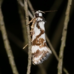 Machetis aphrobola (A Concealer moth (Barea Group)) at Freshwater Creek, VIC - 18 Nov 2022 by WendyEM