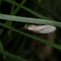 Micromus tasmaniae (Tasmanian Brown Lacewing) at Freshwater Creek, VIC - 12 Nov 2022 by WendyEM