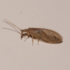 Micromus tasmaniae (Tasmanian Brown Lacewing) at Freshwater Creek, VIC - 10 Nov 2022 by WendyEM