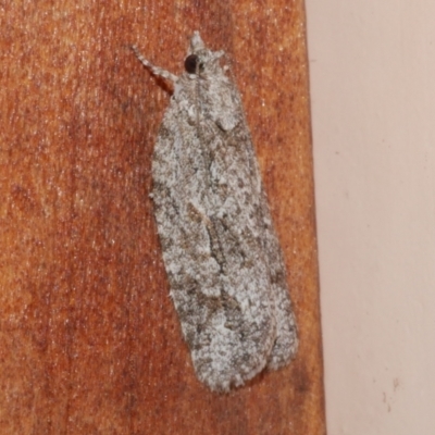 Acropolitis ergophora (A tortrix or leafroller moth) at Freshwater Creek, VIC - 10 Nov 2022 by WendyEM