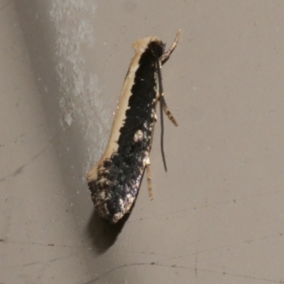 Monopis ethelella (Dead Sheep's Moth) at Freshwater Creek, VIC - 10 Nov 2022 by WendyEM