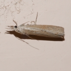 Culladia cuneiferellus (Crambinae moth) at Freshwater Creek, VIC - 10 Nov 2022 by WendyEM