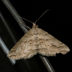 Syneora fractata (Ennominae) at Freshwater Creek, VIC - 10 Nov 2022 by WendyEM