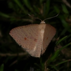 Epicyme rubropunctaria (Red-spotted Delicate) at Freshwater Creek, VIC - 10 Nov 2022 by WendyEM