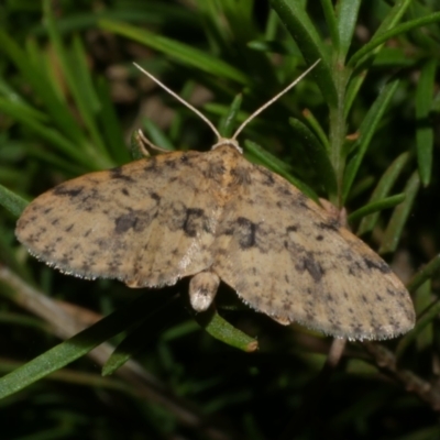 Poecilasthena scoliota (A Geometer moth (Larentiinae)) at Freshwater Creek, VIC - 10 Nov 2022 by WendyEM