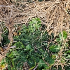 Carthamus lanatus at Fyshwick, ACT - 31 Jul 2024