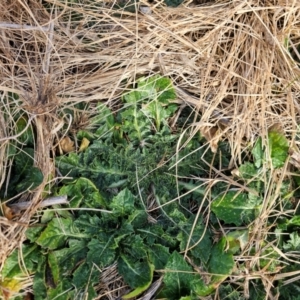 Carthamus lanatus at Fyshwick, ACT - 31 Jul 2024