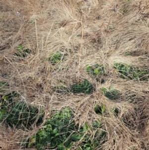 Carthamus lanatus at Fyshwick, ACT - 31 Jul 2024