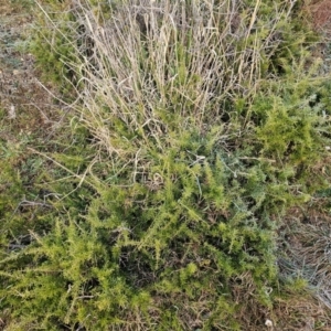 Grevillea juniperina at Fyshwick, ACT - 31 Jul 2024