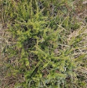 Grevillea juniperina at Fyshwick, ACT - 31 Jul 2024