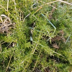 Grevillea juniperina at Fyshwick, ACT - 31 Jul 2024