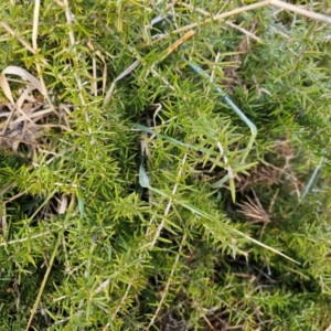 Grevillea juniperina at Fyshwick, ACT - 31 Jul 2024