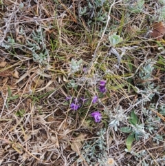 Hovea heterophylla (Common Hovea) at Fyshwick, ACT - 31 Jul 2024 by Jiggy