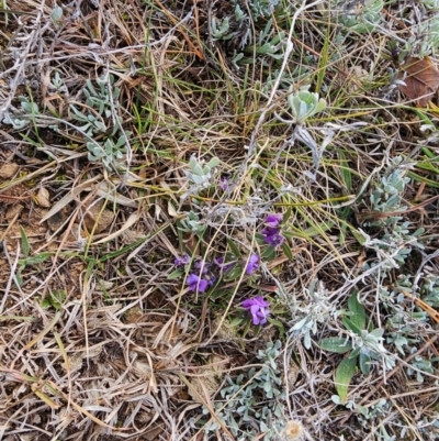 Hovea heterophylla (Common Hovea) at Fyshwick, ACT - 31 Jul 2024 by Jiggy