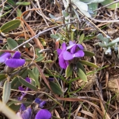 Hovea heterophylla at Fyshwick, ACT - 31 Jul 2024