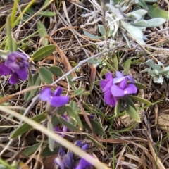 Hovea heterophylla at Fyshwick, ACT - 31 Jul 2024