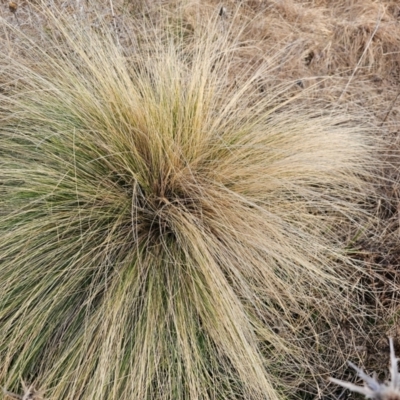 Nassella trichotoma (Serrated Tussock) at Fyshwick, ACT - 31 Jul 2024 by Jiggy