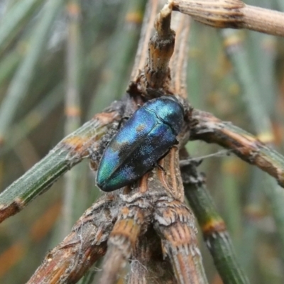 Diphucrania aurocyanea (A jewel beetle) at Theodore, ACT - 2 Jan 2021 by owenh