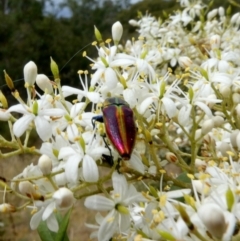 Selagis aurifera (Aurifera jewel beetle) at Theodore, ACT - 1 Jan 2021 by owenh