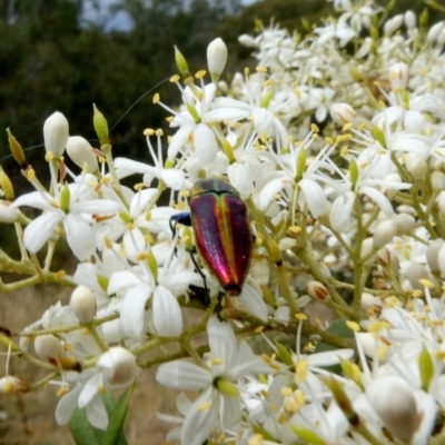 Selagis aurifera (Aurifera jewel beetle) at Theodore, ACT - 1 Jan 2021 by owenh