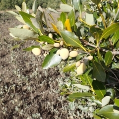 Avicennia marina subsp. australasica (Grey Mangrove) at Orient Point, NSW - 31 Jul 2024 by plants