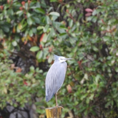 Egretta novaehollandiae (White-faced Heron) at Oakdale, NSW - 25 Jul 2024 by bufferzone