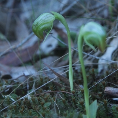 Pterostylis nutans (Nodding Greenhood) at Acton, ACT - 31 Jul 2024 by BB23