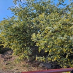 Acacia baileyana (Cootamundra Wattle, Golden Mimosa) at Hume, ACT - 1 Aug 2024 by Jiggy