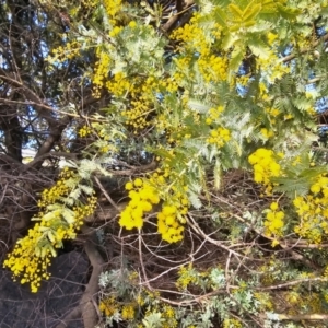 Acacia baileyana at Hume, ACT - 1 Aug 2024 10:57 AM