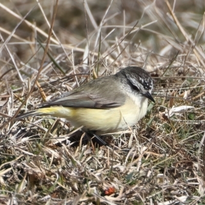 Acanthiza chrysorrhoa (Yellow-rumped Thornbill) at Rendezvous Creek, ACT - 28 Jul 2024 by jb2602