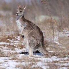 Macropus giganteus (Eastern Grey Kangaroo) at Rendezvous Creek, ACT - 28 Jul 2024 by jb2602