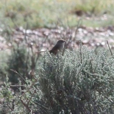 Amytornis modestus obscurior (Grey Range Thick-billed Grasswren) at Packsaddle, NSW - 24 Mar 2010 by MichaelBedingfield