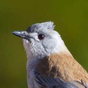 Colluricincla harmonica at Rendezvous Creek, ACT - 28 Jul 2024 02:05 PM