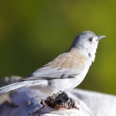 Colluricincla harmonica at Rendezvous Creek, ACT - 28 Jul 2024 02:05 PM