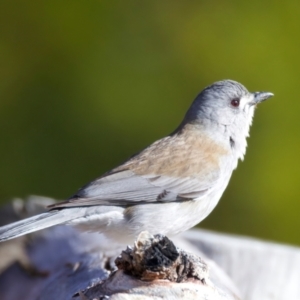 Colluricincla harmonica at Rendezvous Creek, ACT - 28 Jul 2024 02:05 PM