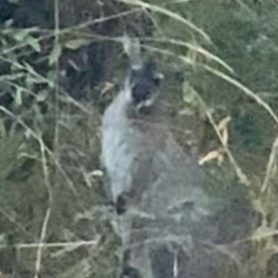 Notamacropus rufogriseus (Red-necked Wallaby) at Joadja, NSW - 1 Aug 2024 by sbanzhaf