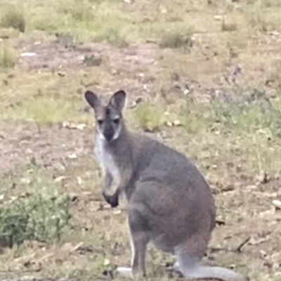 Notamacropus rufogriseus (Red-necked Wallaby) at Joadja, NSW - 1 Aug 2024 by sbanzhaf