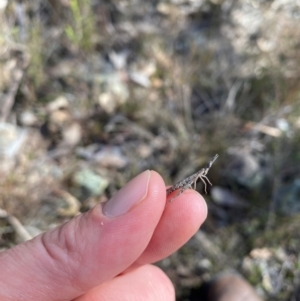 Keyacris scurra at Wamboin, NSW - suppressed